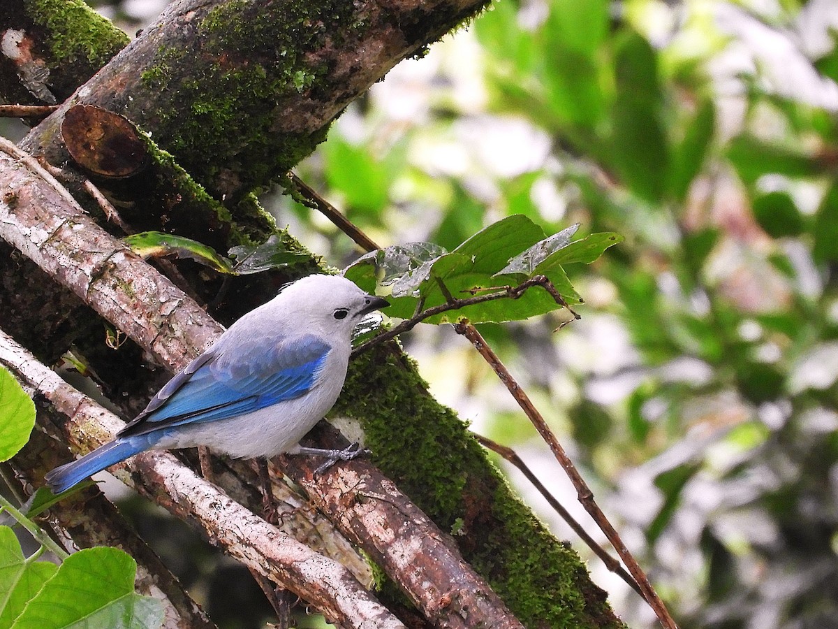 Blue-gray Tanager - ML647128352