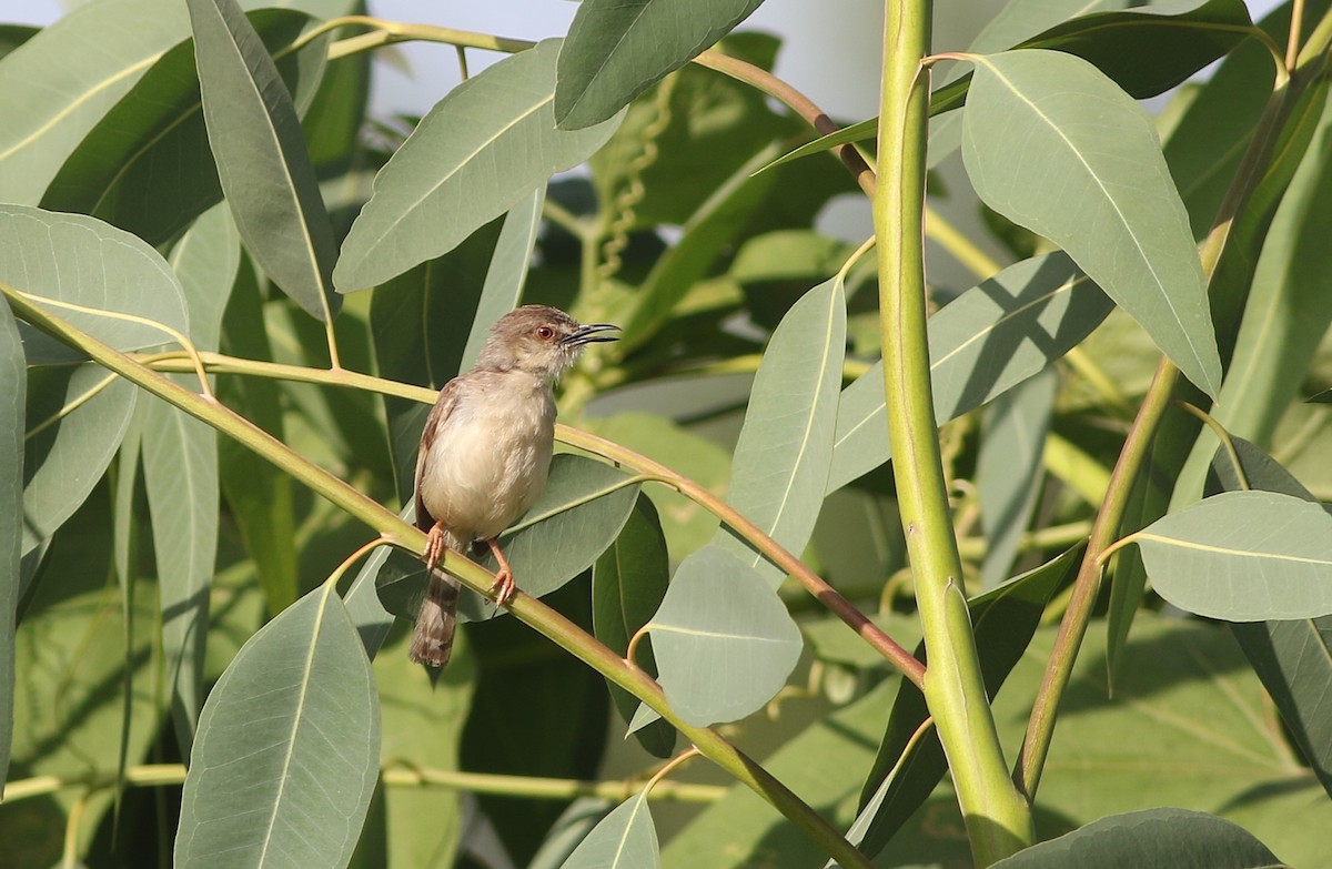 Tawny-flanked Prinia - ML647128353
