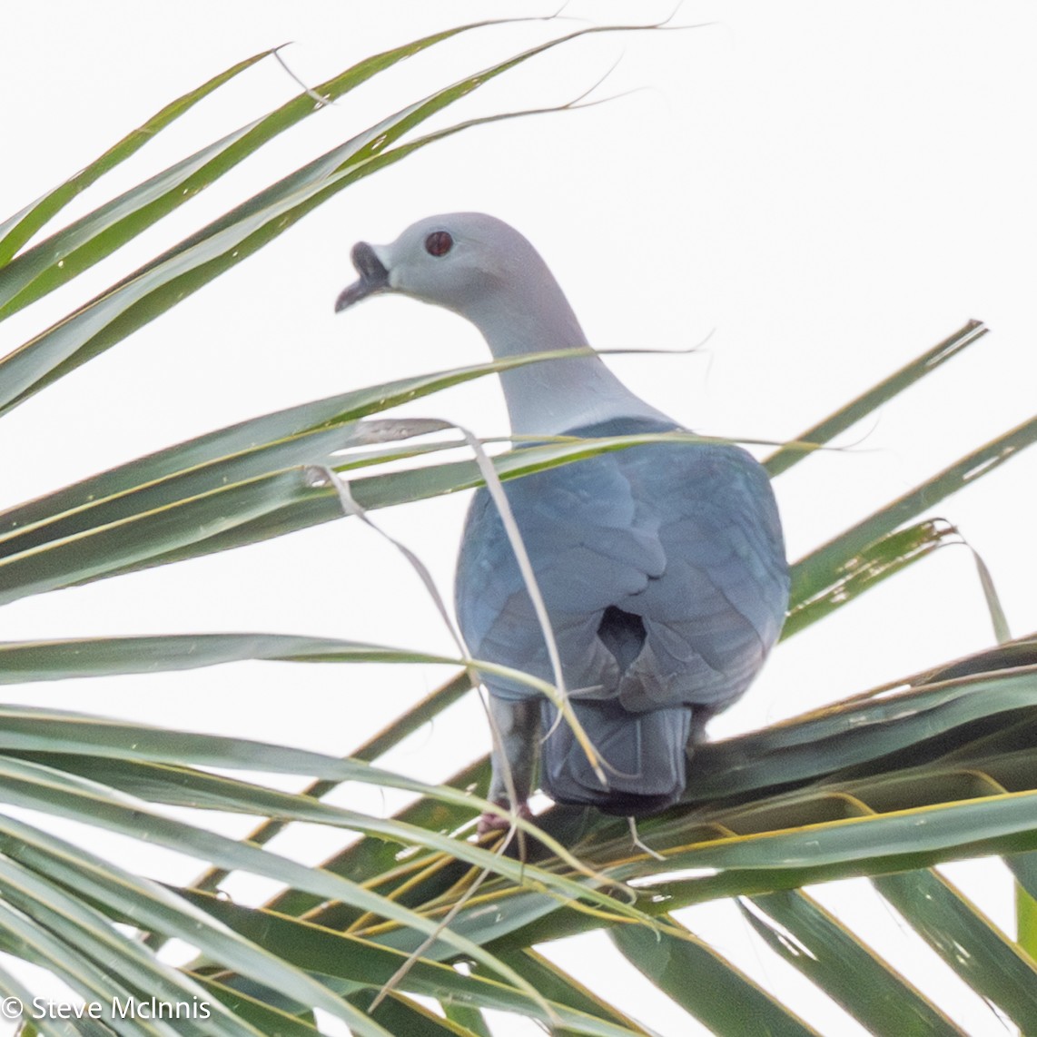 Пінон смарагдовий - ML647128357