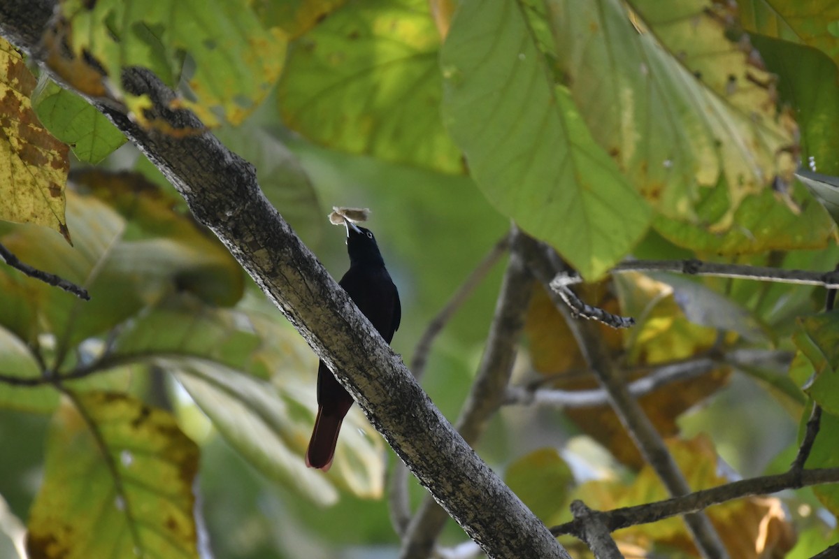 Blutpirol - ML647128358