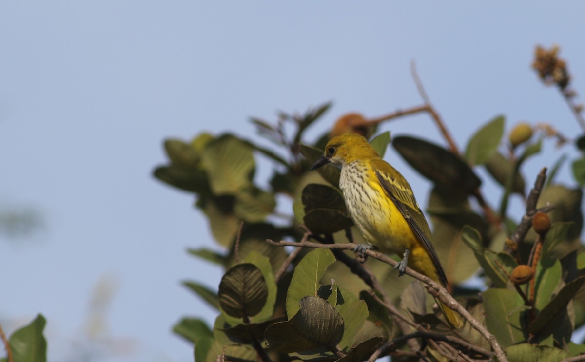 African Golden Oriole - ML647128359
