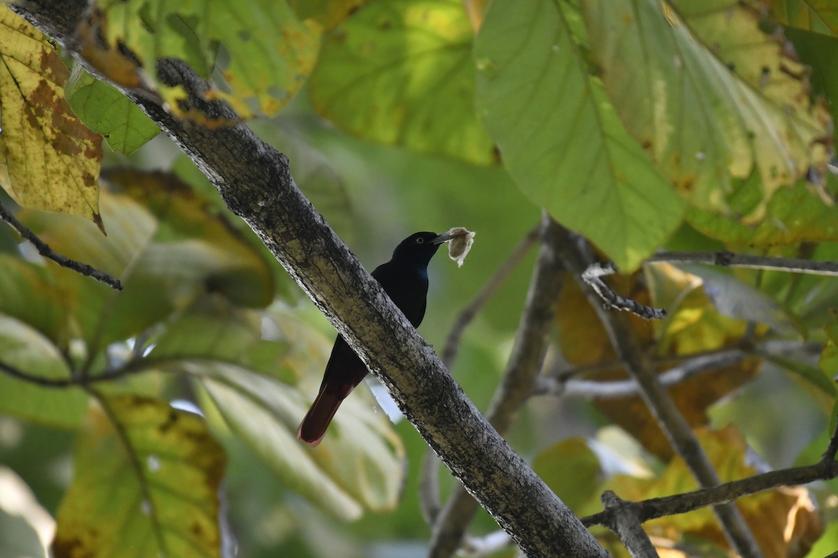 Blutpirol - ML647128360