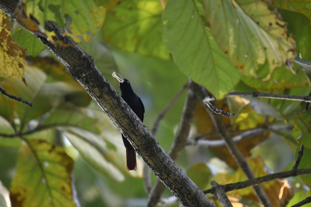 Blutpirol - ML647128361