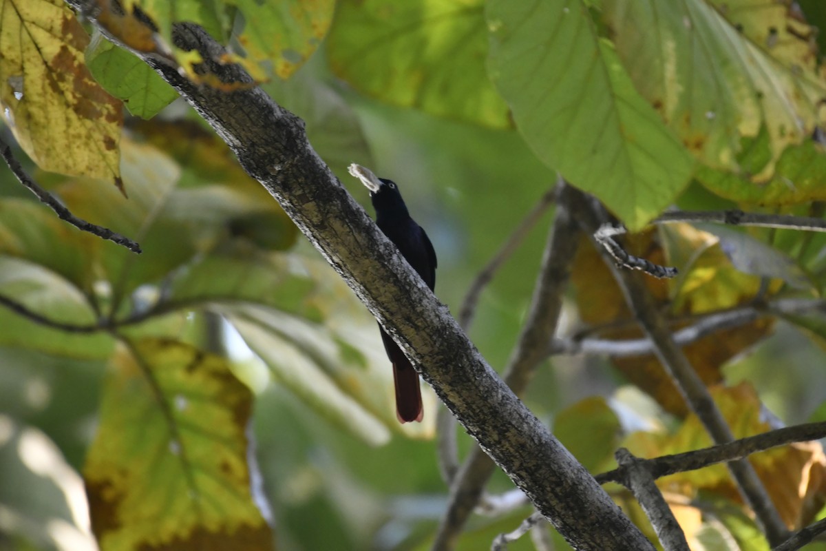 Blutpirol - ML647128362