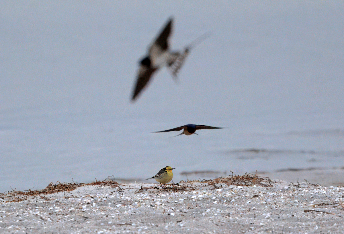 נחליאלי לימוני - ML647128364