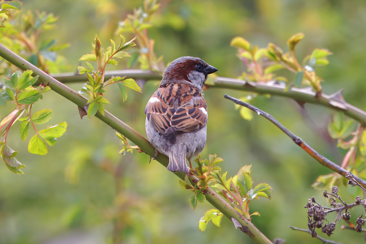 דרור הבית - ML647128368