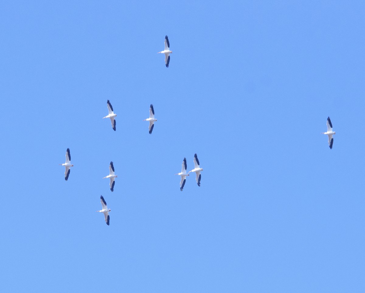 American White Pelican - ML647128370