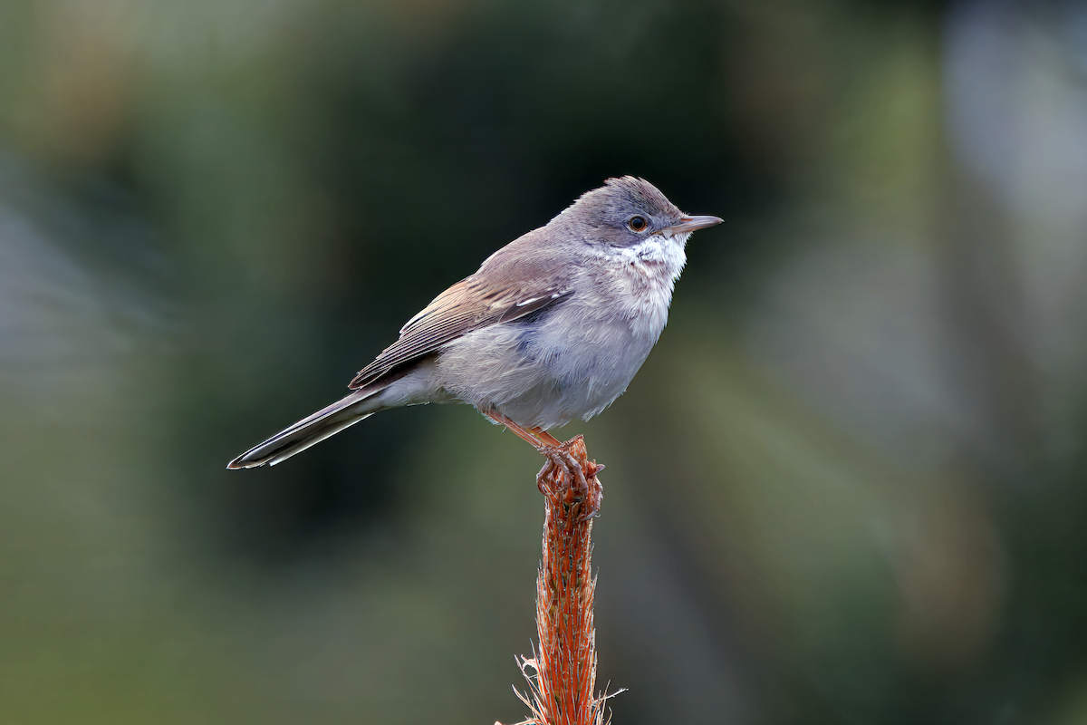 Greater Whitethroat - ML647128373