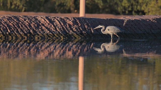 Great Blue Heron - ML647128379