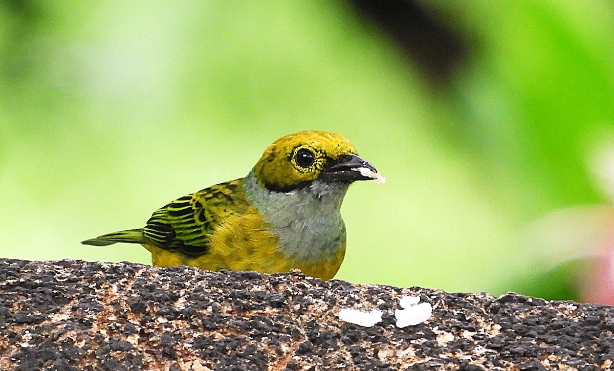 Silver-throated Tanager - ML647128381