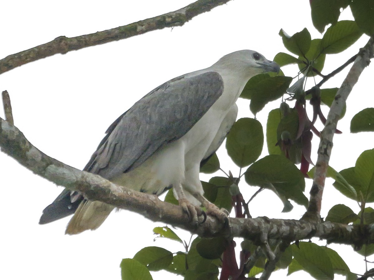 White-bellied Sea-Eagle - ML647128392