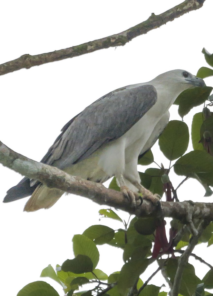 White-bellied Sea-Eagle - ML647128393