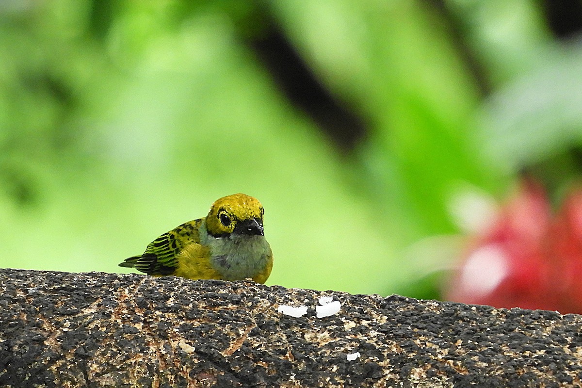 Silver-throated Tanager - ML647128395