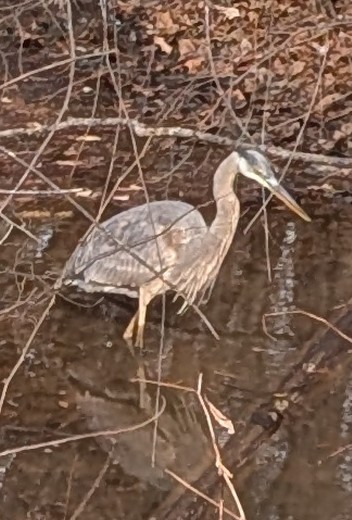 Great Blue Heron - ML647128401