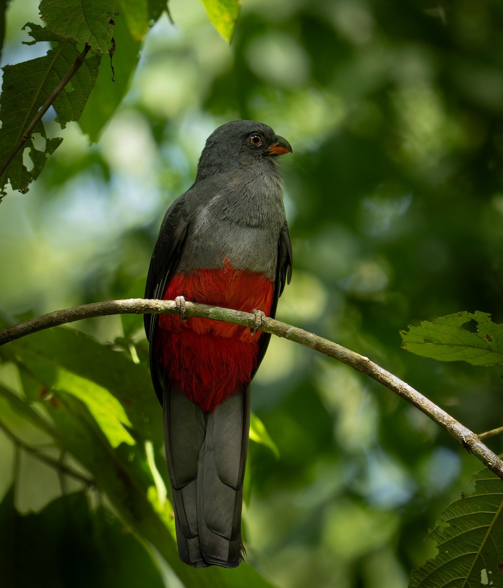 Slaty-tailed Trogon - ML647128404