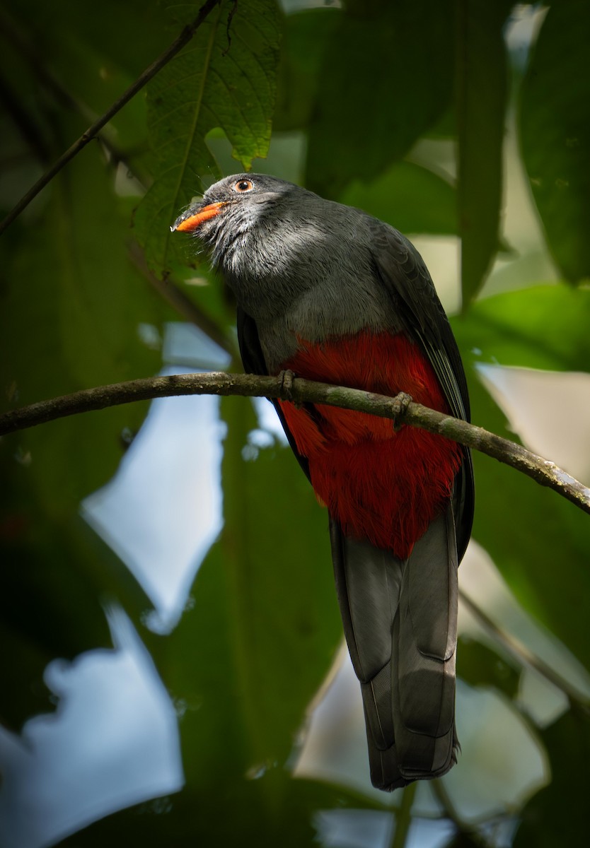 Slaty-tailed Trogon - ML647128405