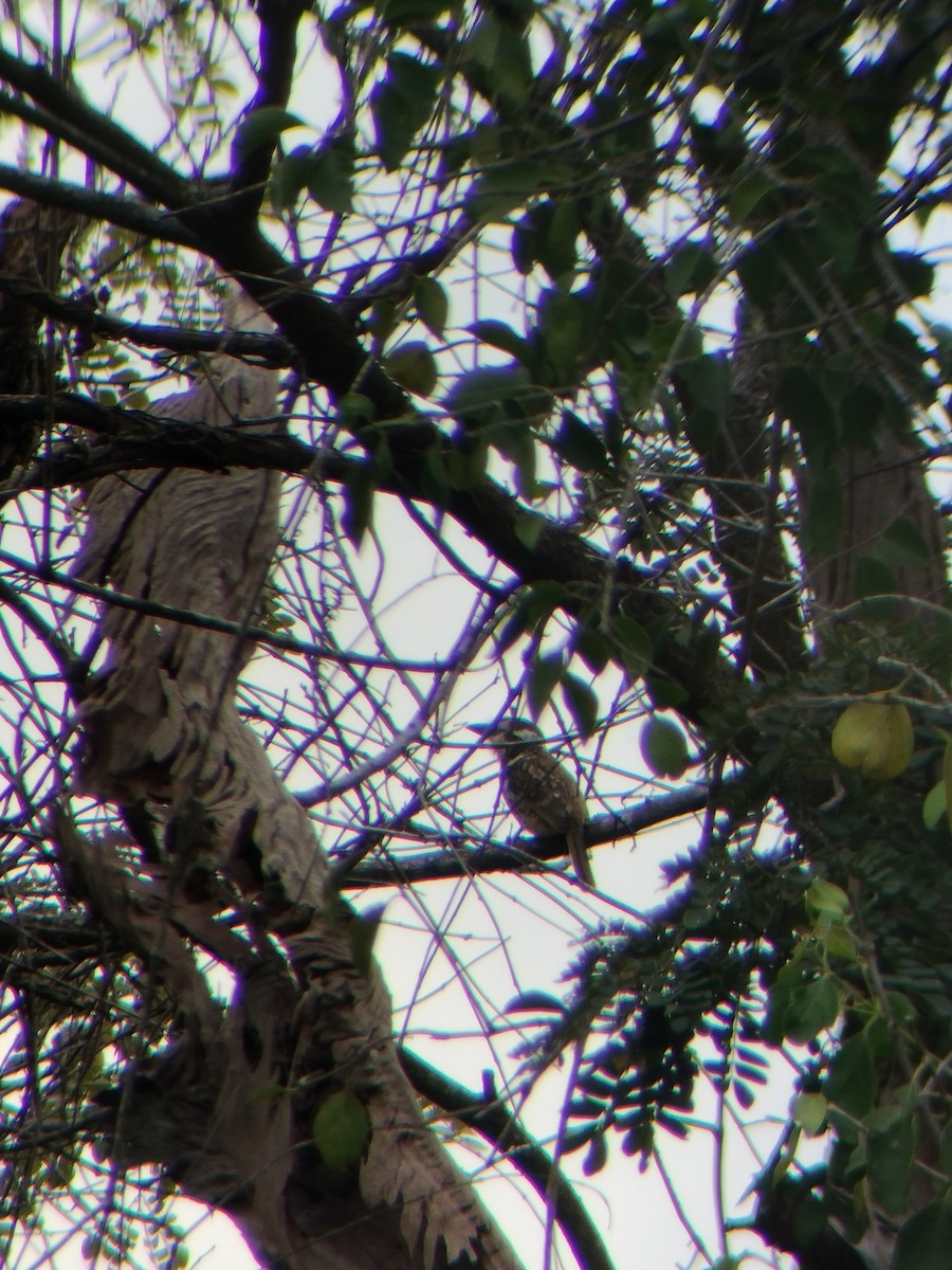 tobeltedovenfugl - ML647128410