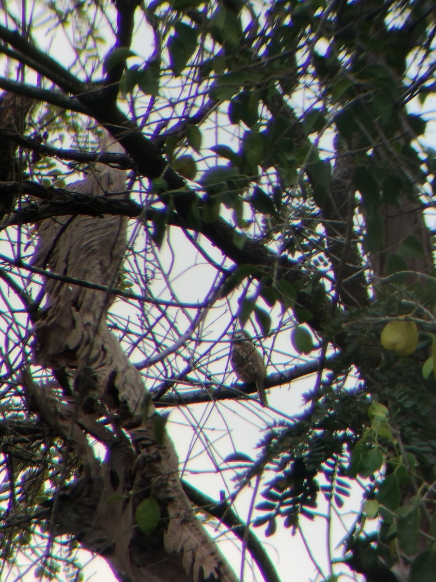 tobeltedovenfugl - ML647128412