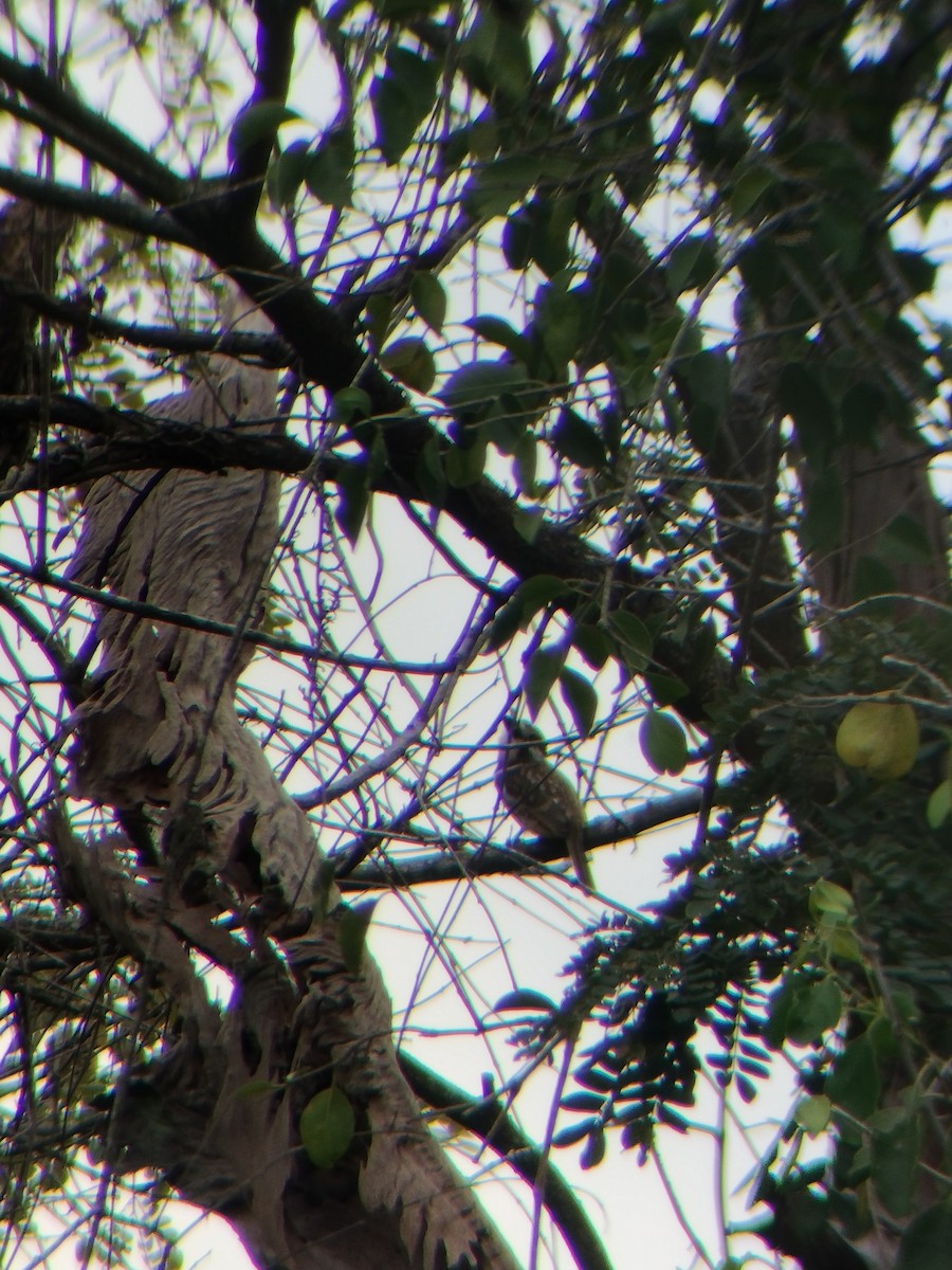 tobeltedovenfugl - ML647128414