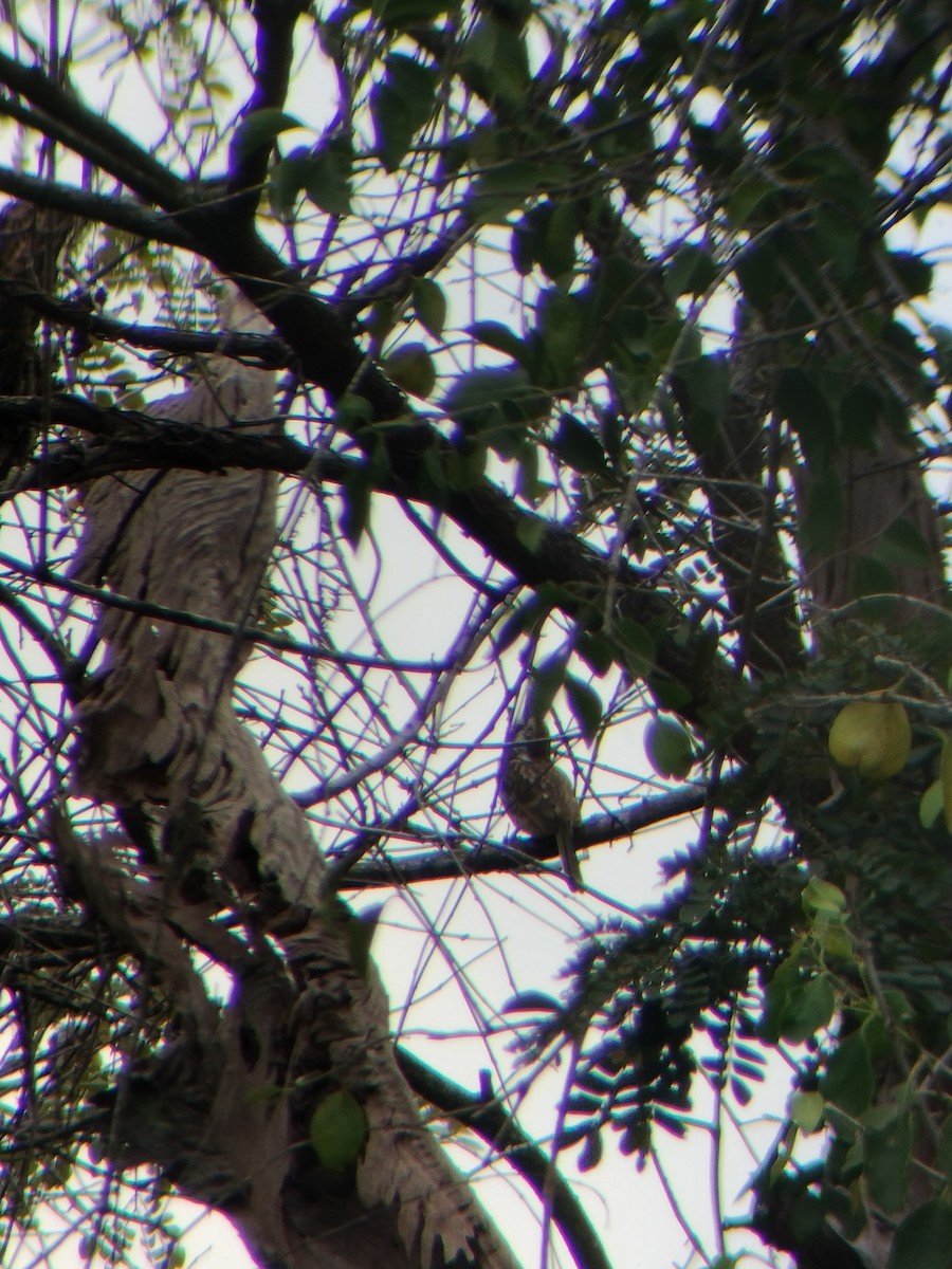 tobeltedovenfugl - ML647128416