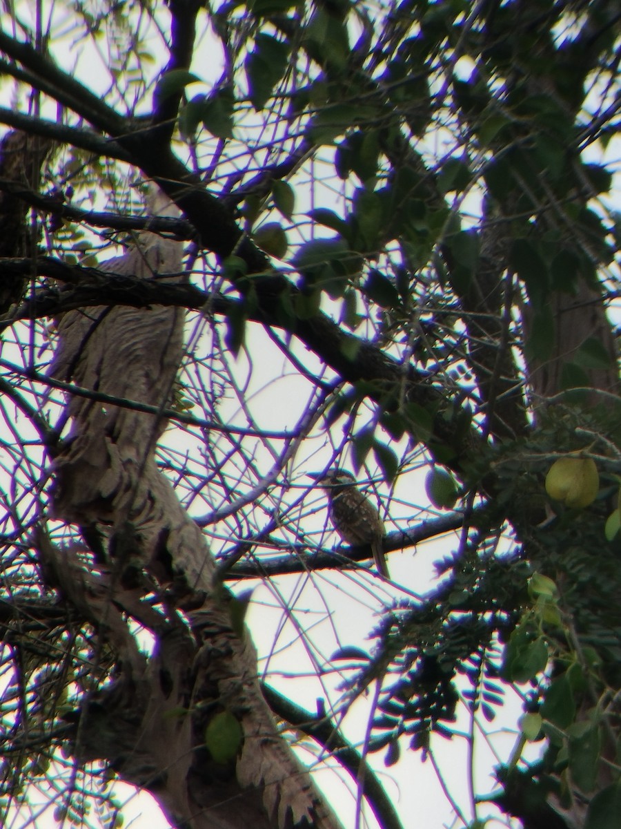 tobeltedovenfugl - ML647128418