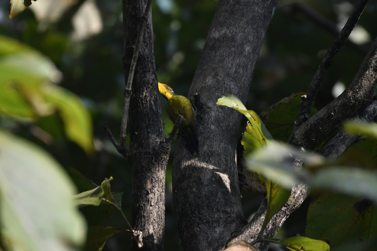 Gelbhaubenspecht - ML647128436