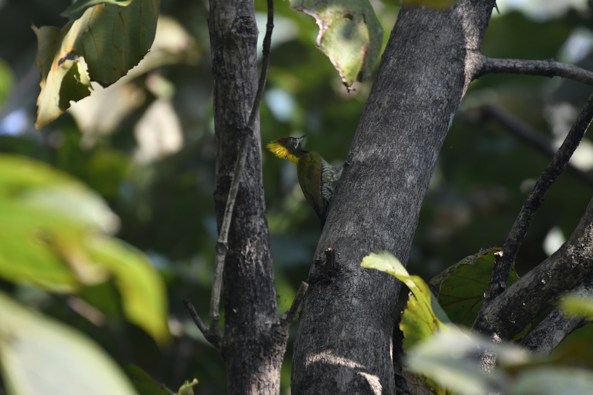 Gelbhaubenspecht - ML647128437