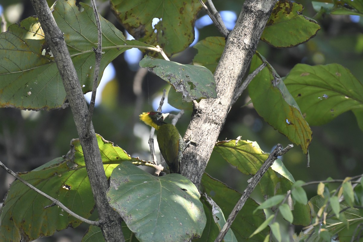 Gelbhaubenspecht - ML647128438