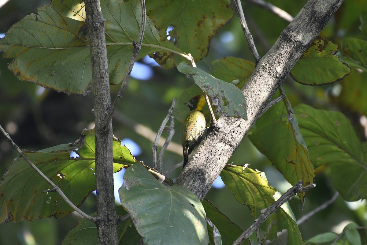 Gelbhaubenspecht - ML647128439