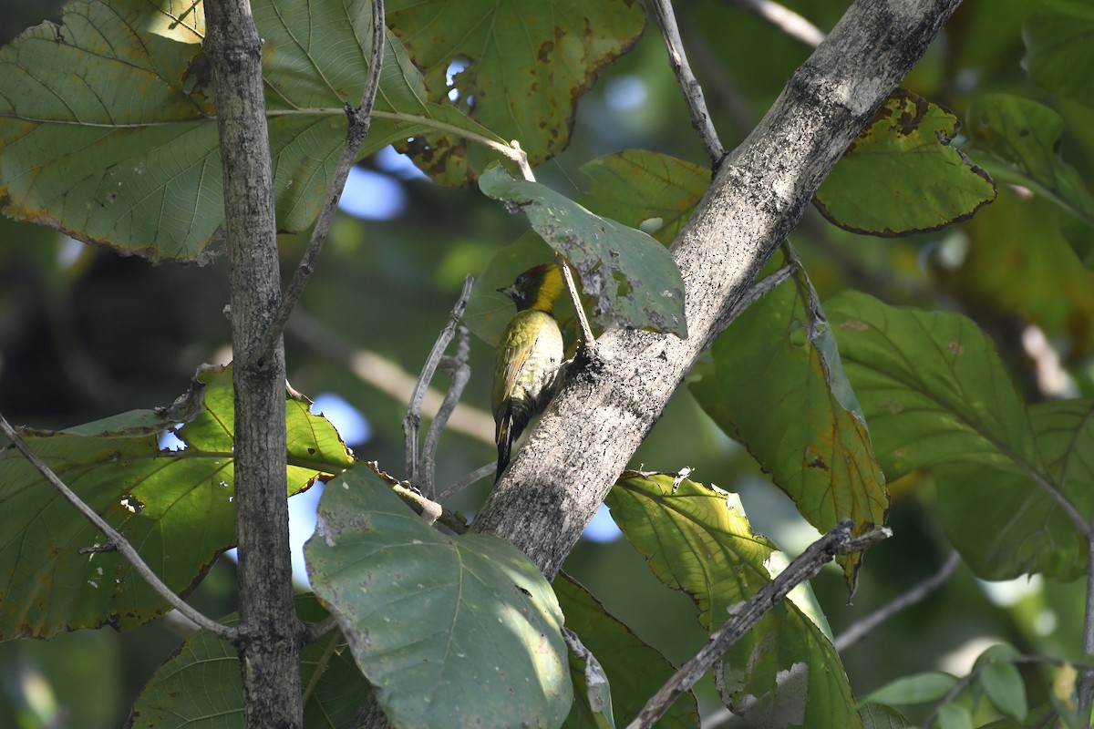 Gelbhaubenspecht - ML647128440