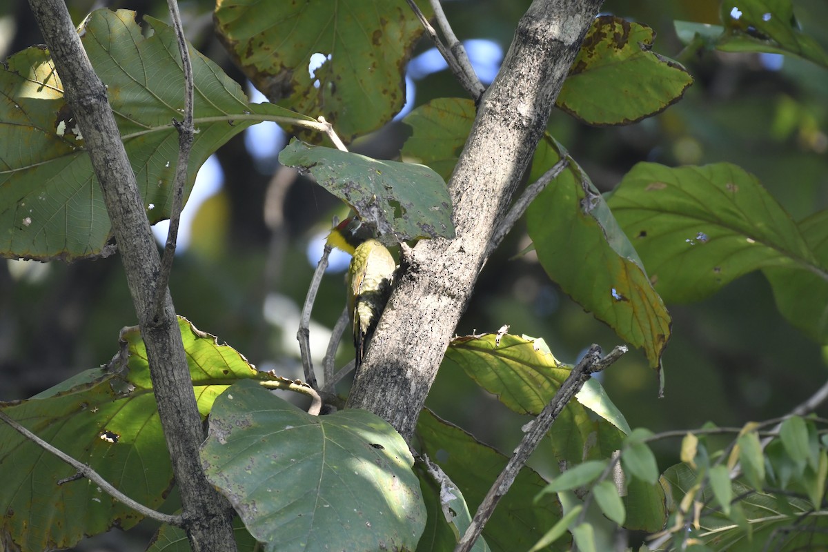 Gelbhaubenspecht - ML647128441