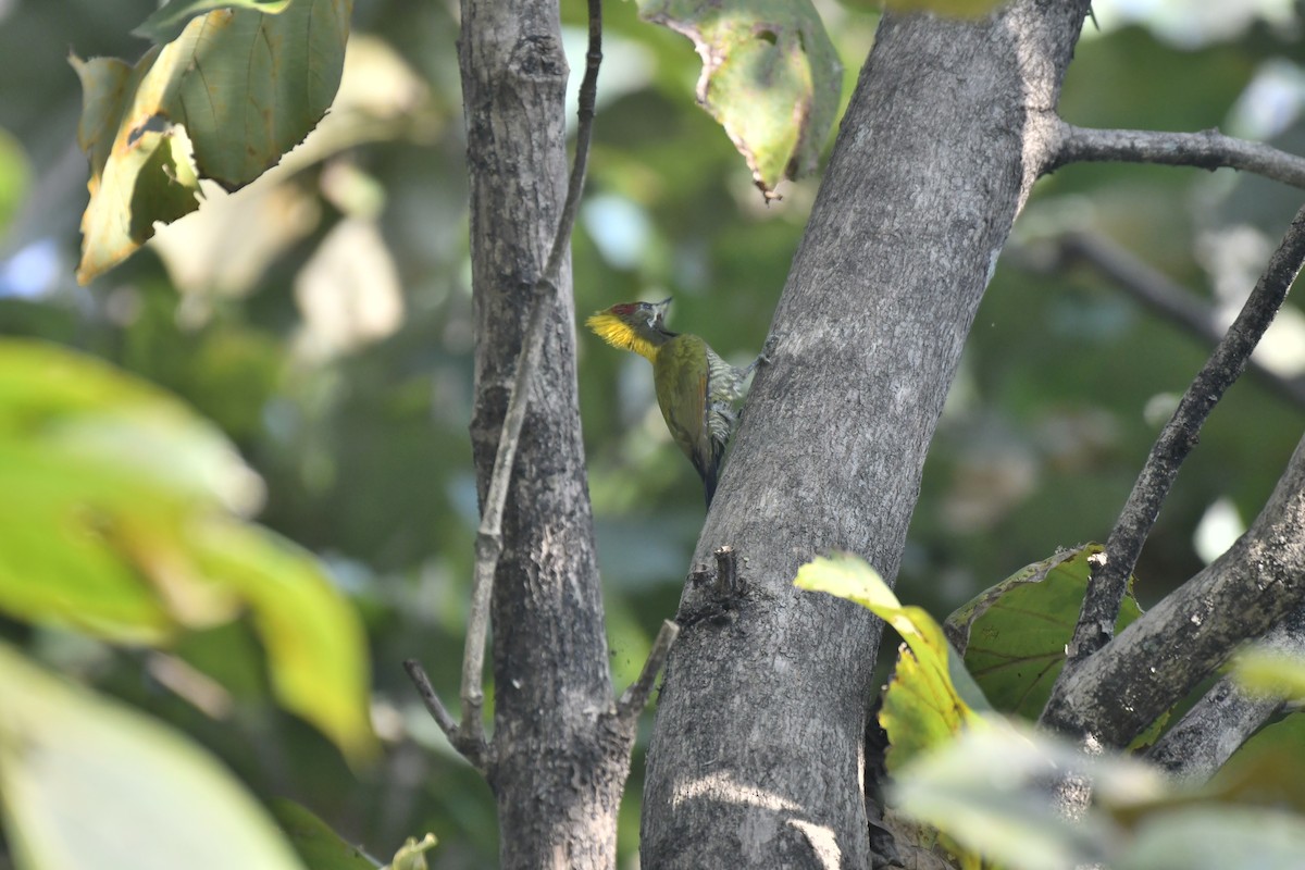 Gelbhaubenspecht - ML647128442