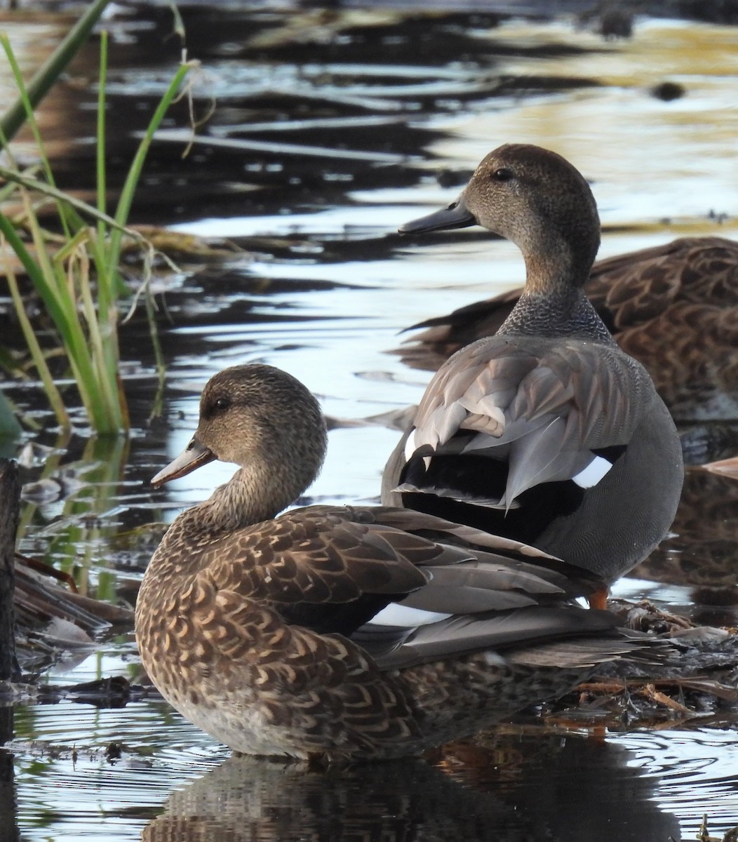 Серая утка - ML647128444