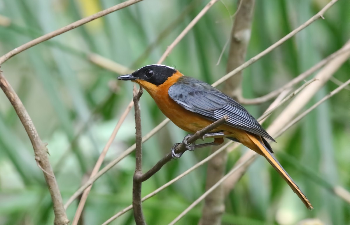 Snowy-crowned Robin-Chat - ML647128454