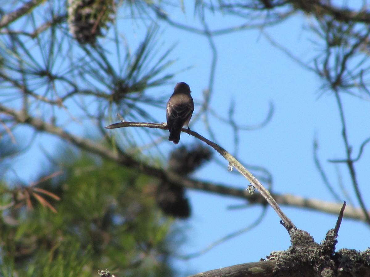 Spotted Flycatcher - ML647128456