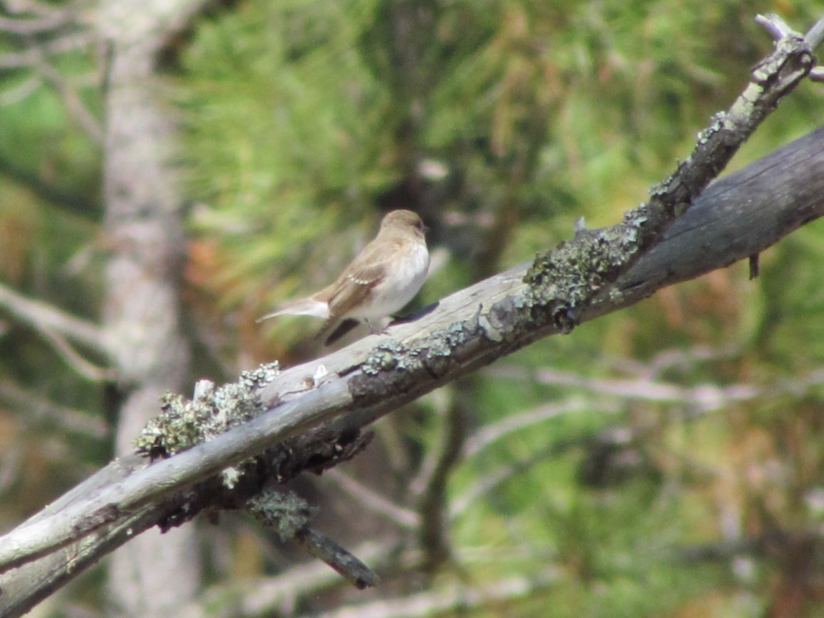 Spotted Flycatcher - ML647128457
