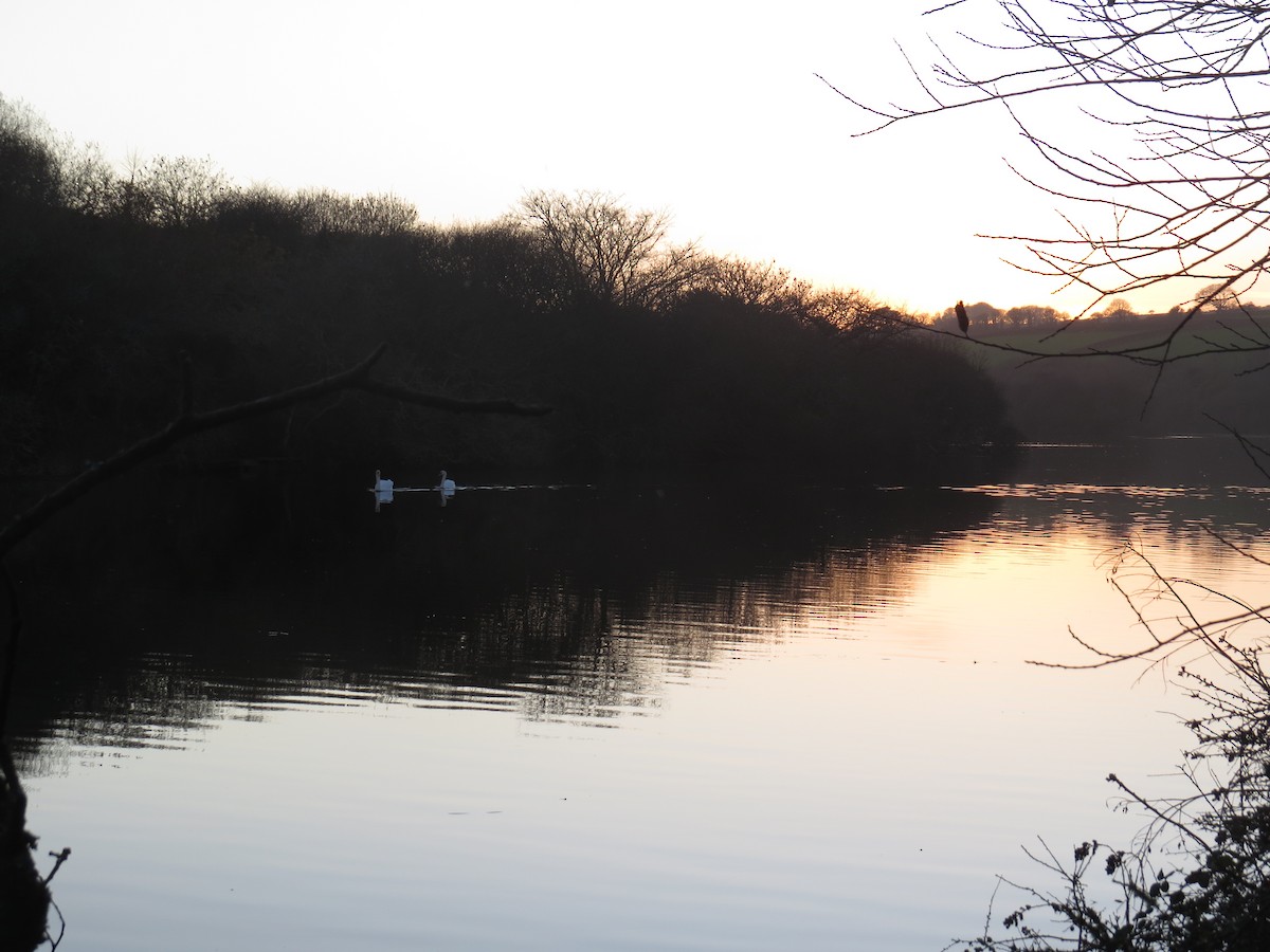 labuť velká - ML647128465