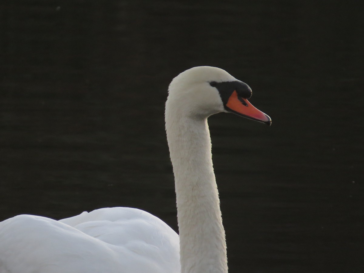 labuť velká - ML647128466