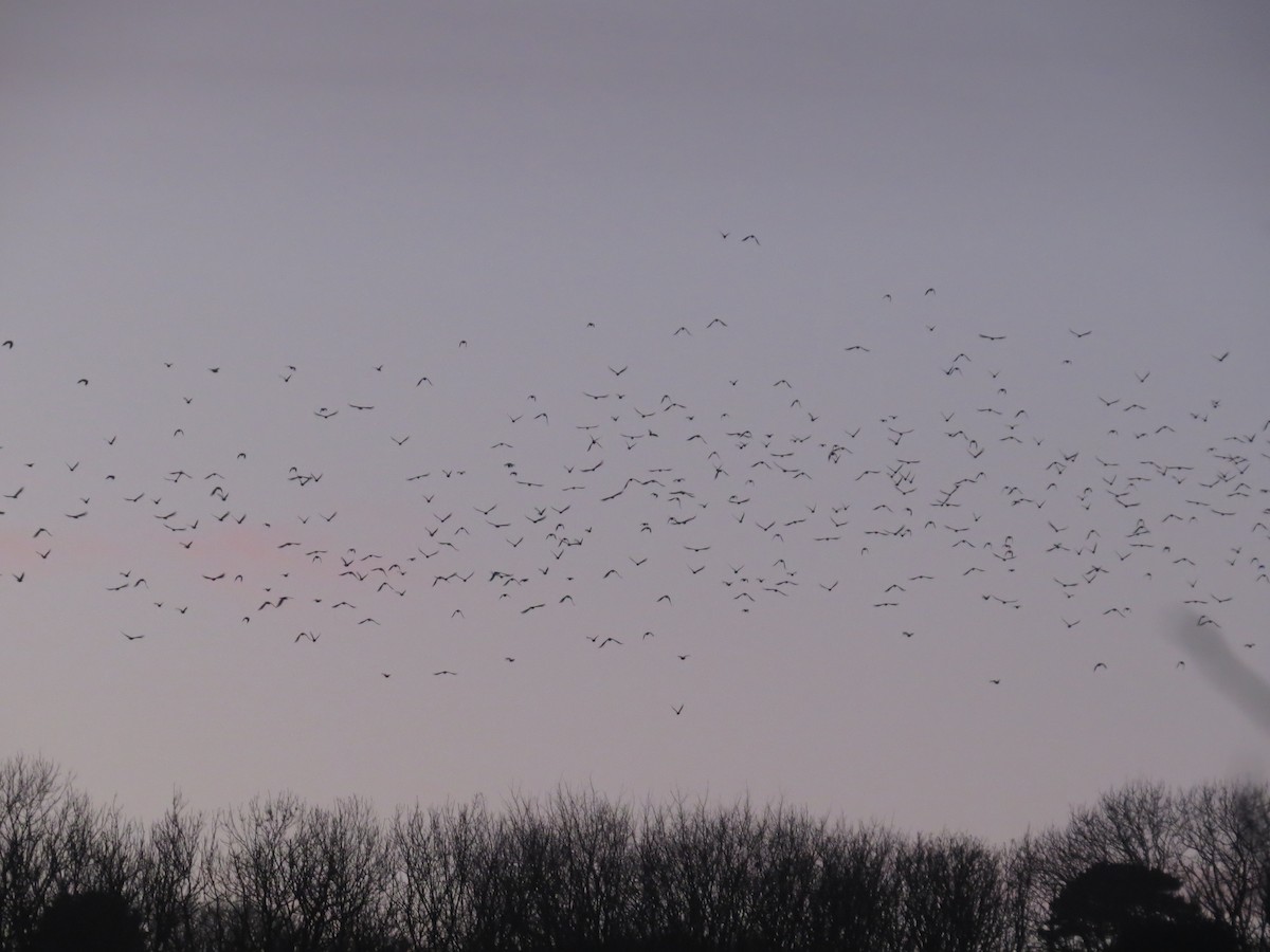 kavka obecná - ML647128475