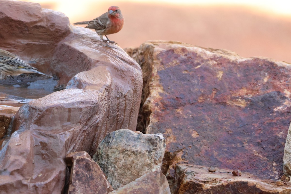 Roselin familier - ML647128486