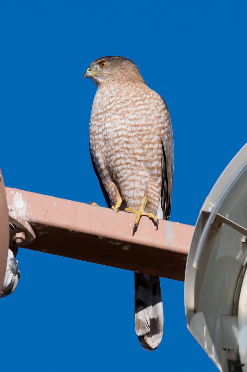 Cooper's Hawk - ML647128491