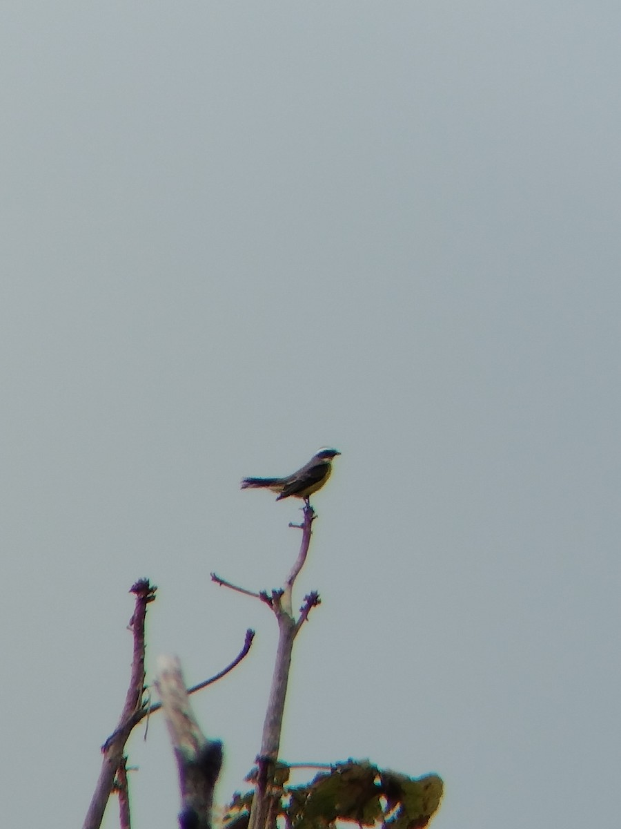 ub. tyrann (Tyrannidae sp.) - ML647128493