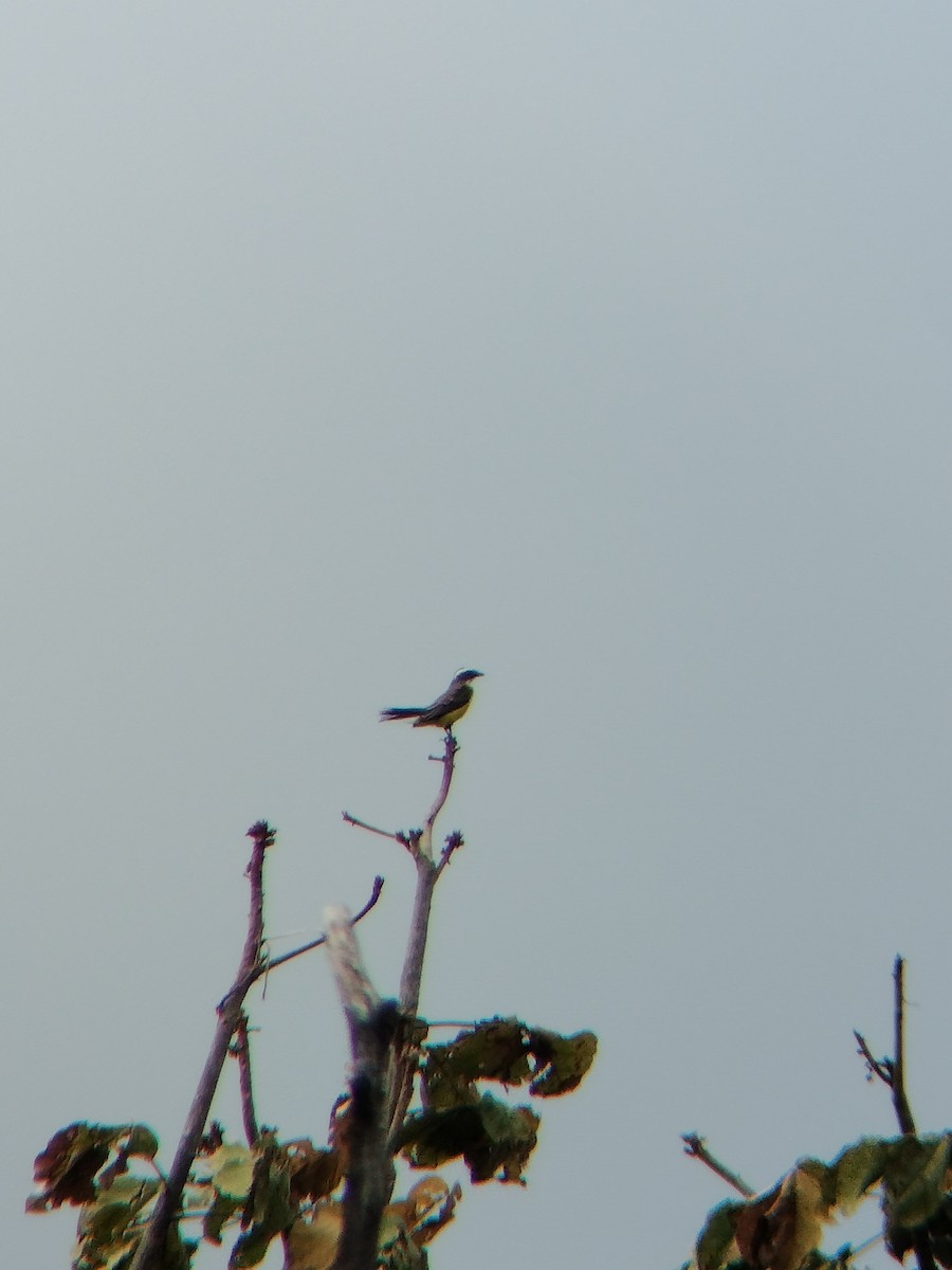 ub. tyrann (Tyrannidae sp.) - ML647128495