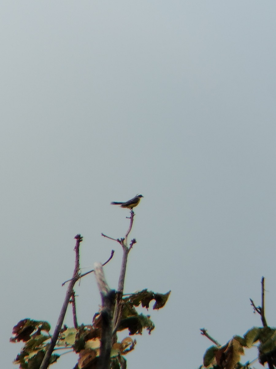 ub. tyrann (Tyrannidae sp.) - ML647128496