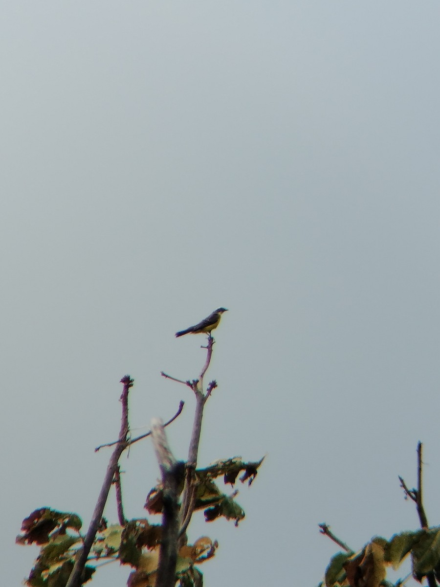 ub. tyrann (Tyrannidae sp.) - ML647128497