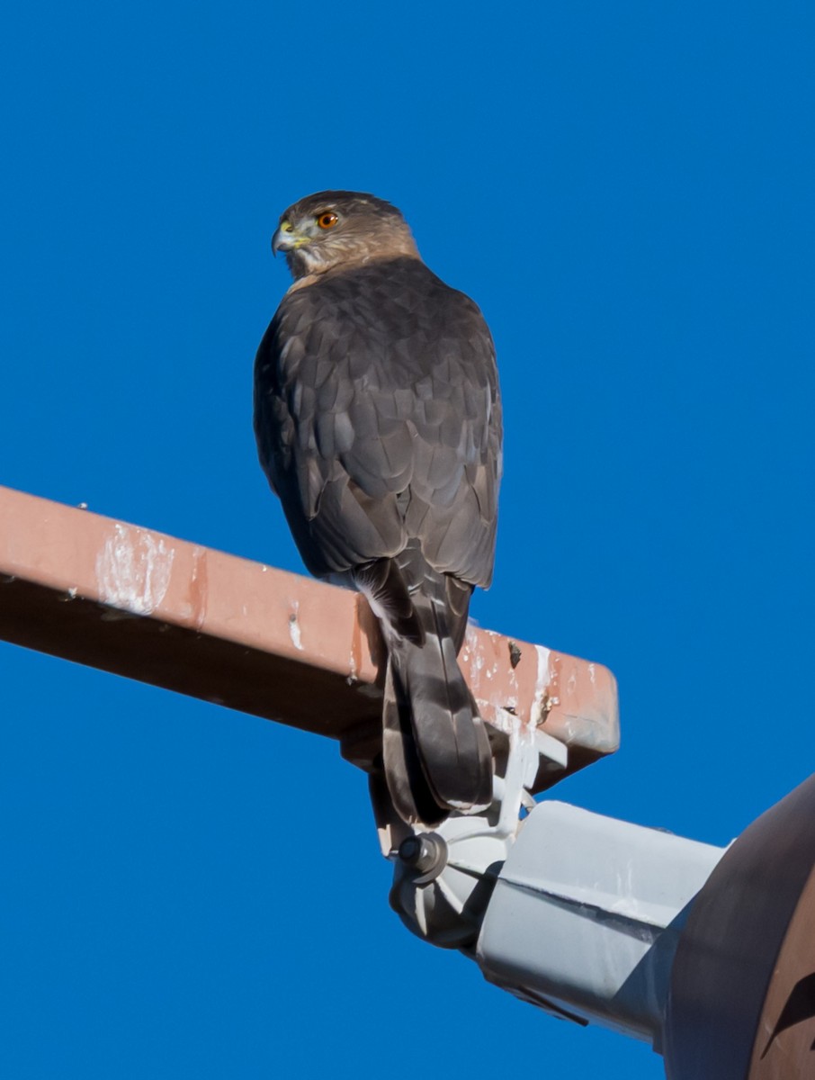 Cooper's Hawk - ML647128501