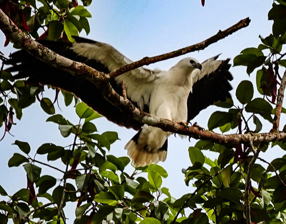 White-bellied Sea-Eagle - ML647128508