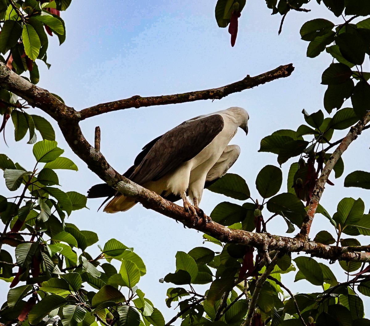 White-bellied Sea-Eagle - ML647128509