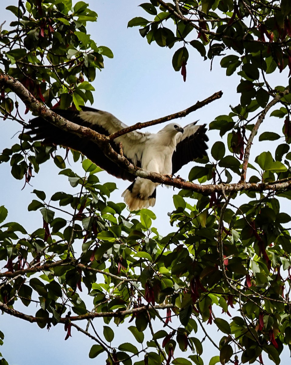 White-bellied Sea-Eagle - ML647128510