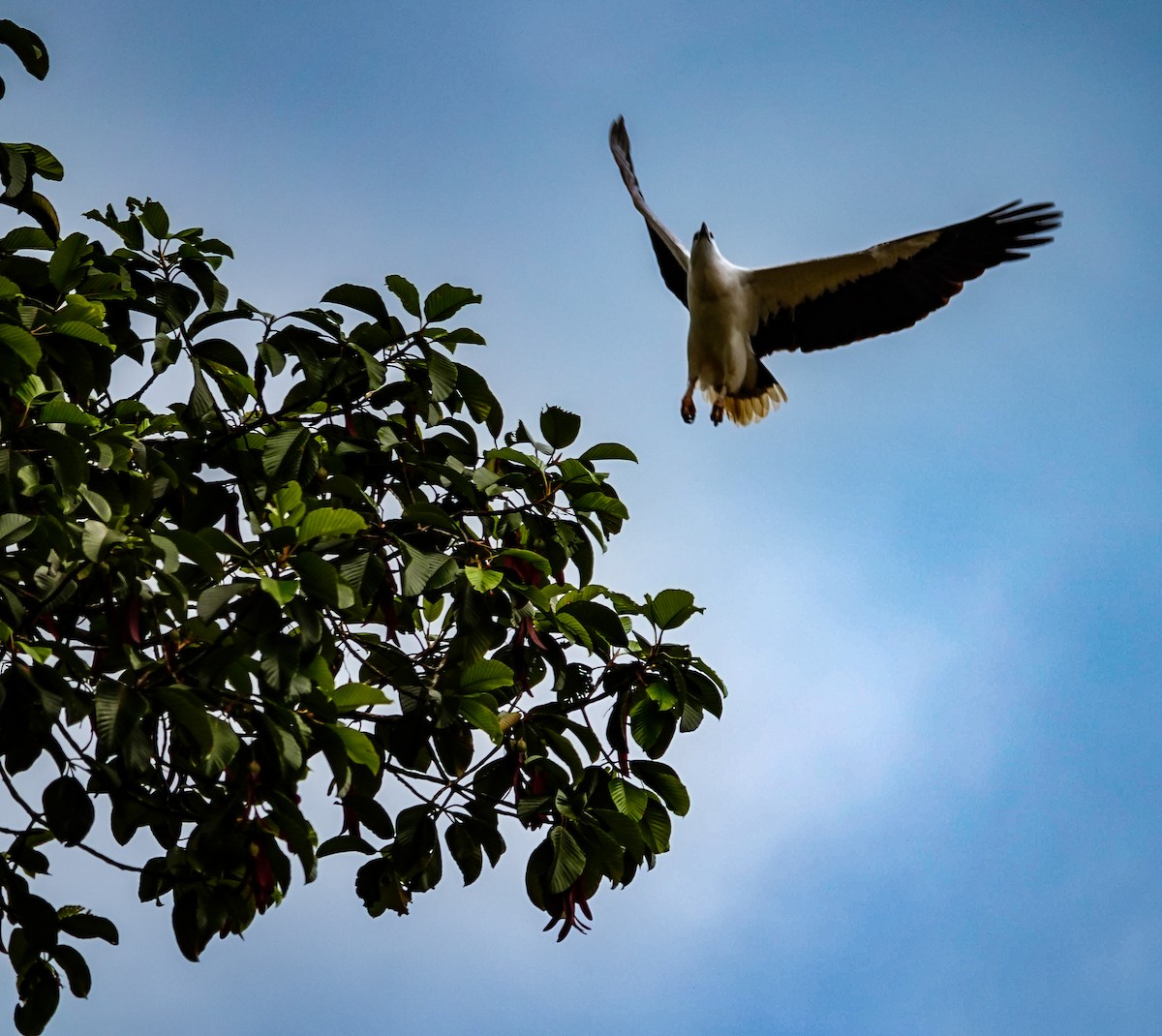 White-bellied Sea-Eagle - ML647128511